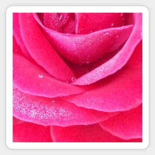 Dew on pink rose petals macro Sticker